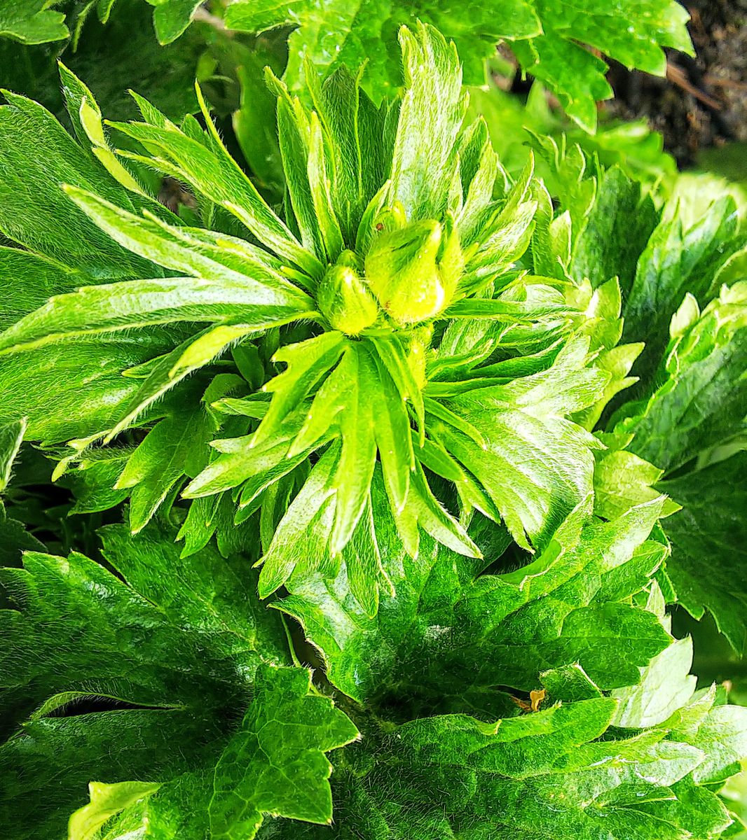 ラックス１年目の夏越し株を育てます🌿 ポスポロスの蕾