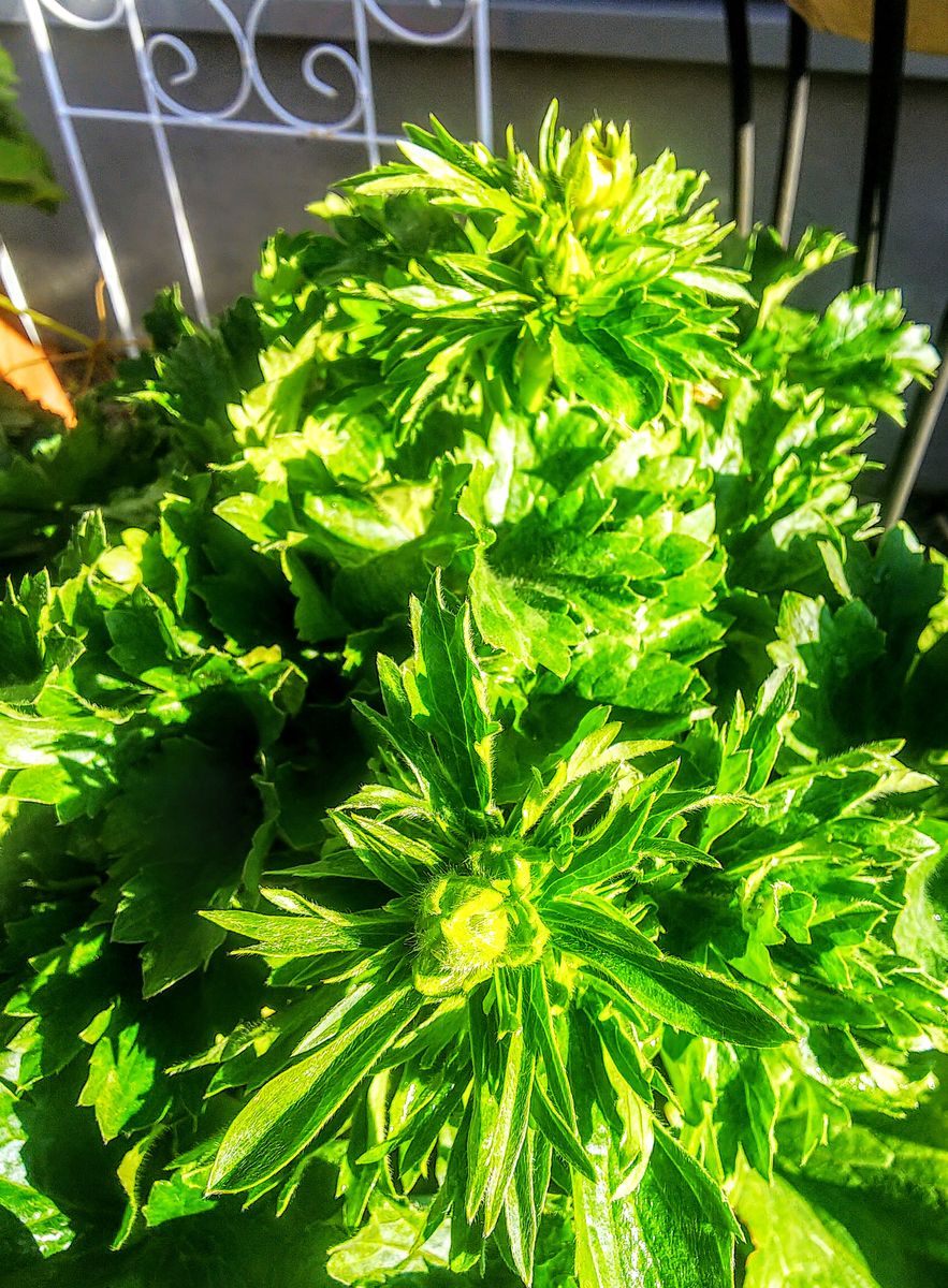 ラックス１年目の夏越し株を育てます🌿 ハデスの花芽が上がって来ました🌿