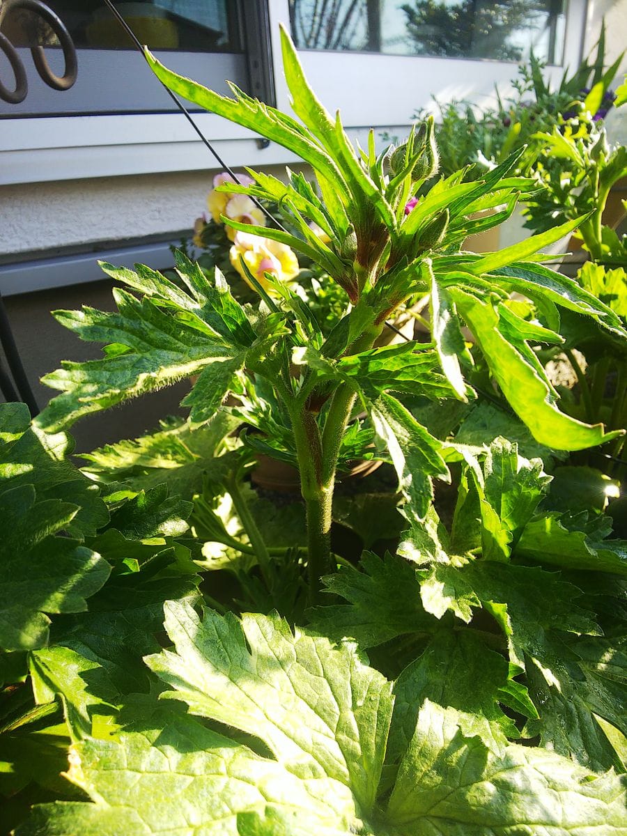 ラックス１年目の夏越し株を育てます🌿 アイオリアの花芽が上がって来ました🌿