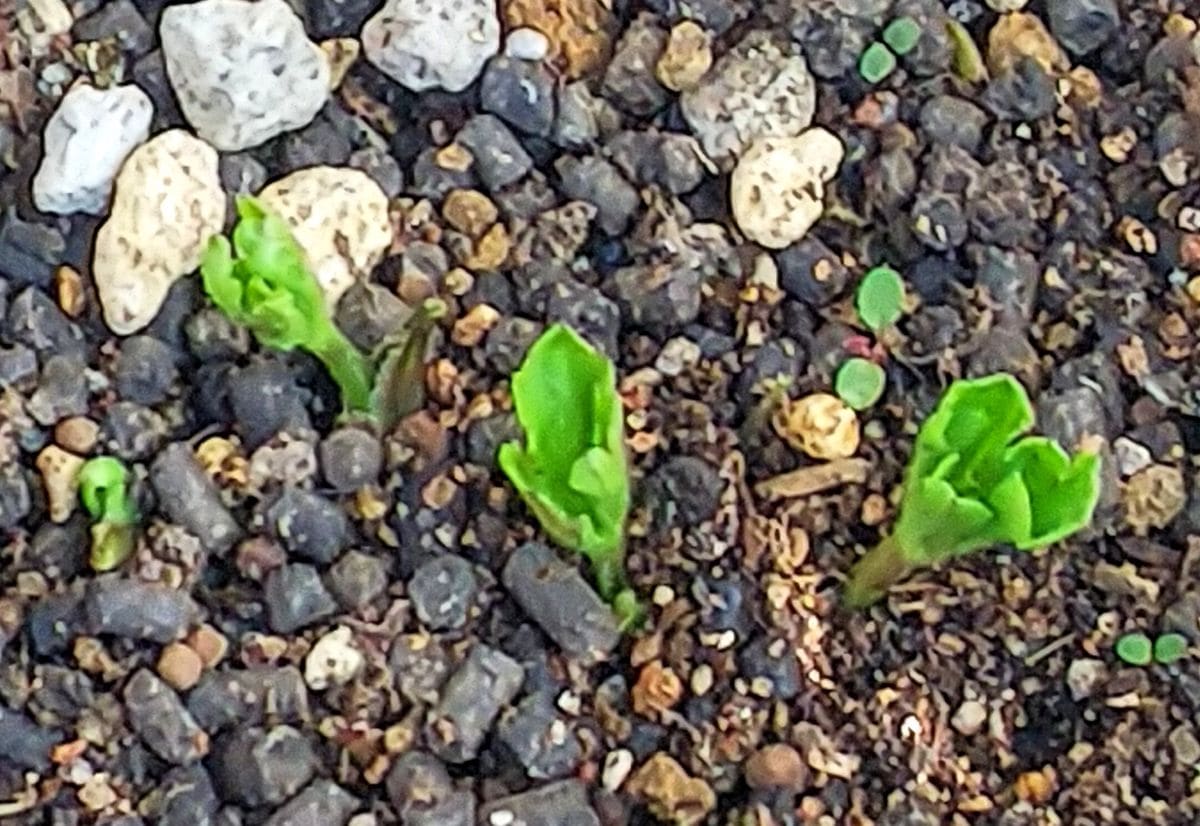 ラックス１年目の夏越し株を育てます🌿 発芽したてのラックス