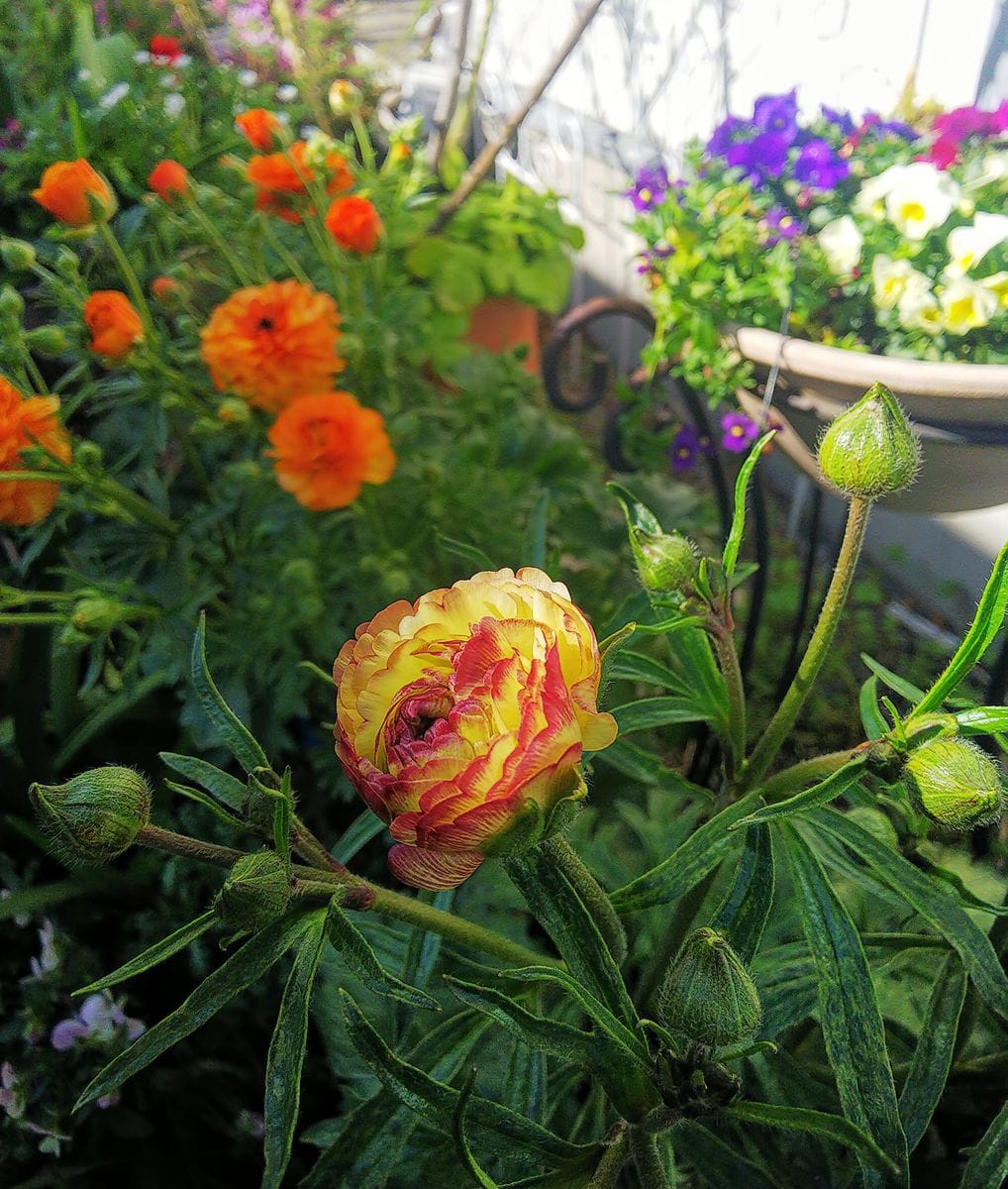 ラックス１年目の夏越し株を育てます🌿 ３月12日アイオリアの蕾が🌿