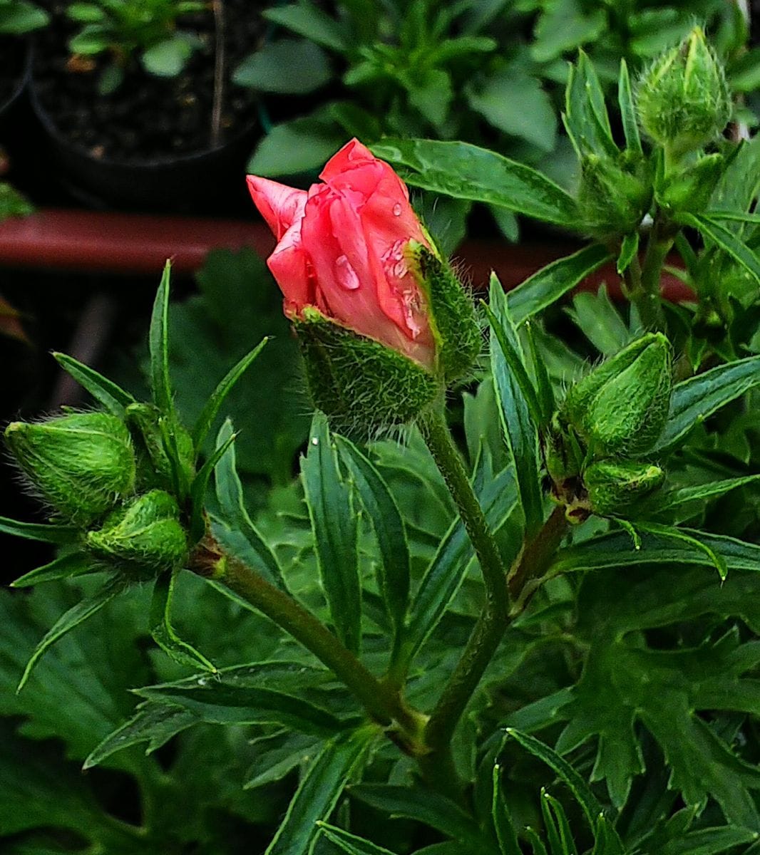 ラックス１年目の夏越し株を育てます🌿 出遅れイージスの蕾