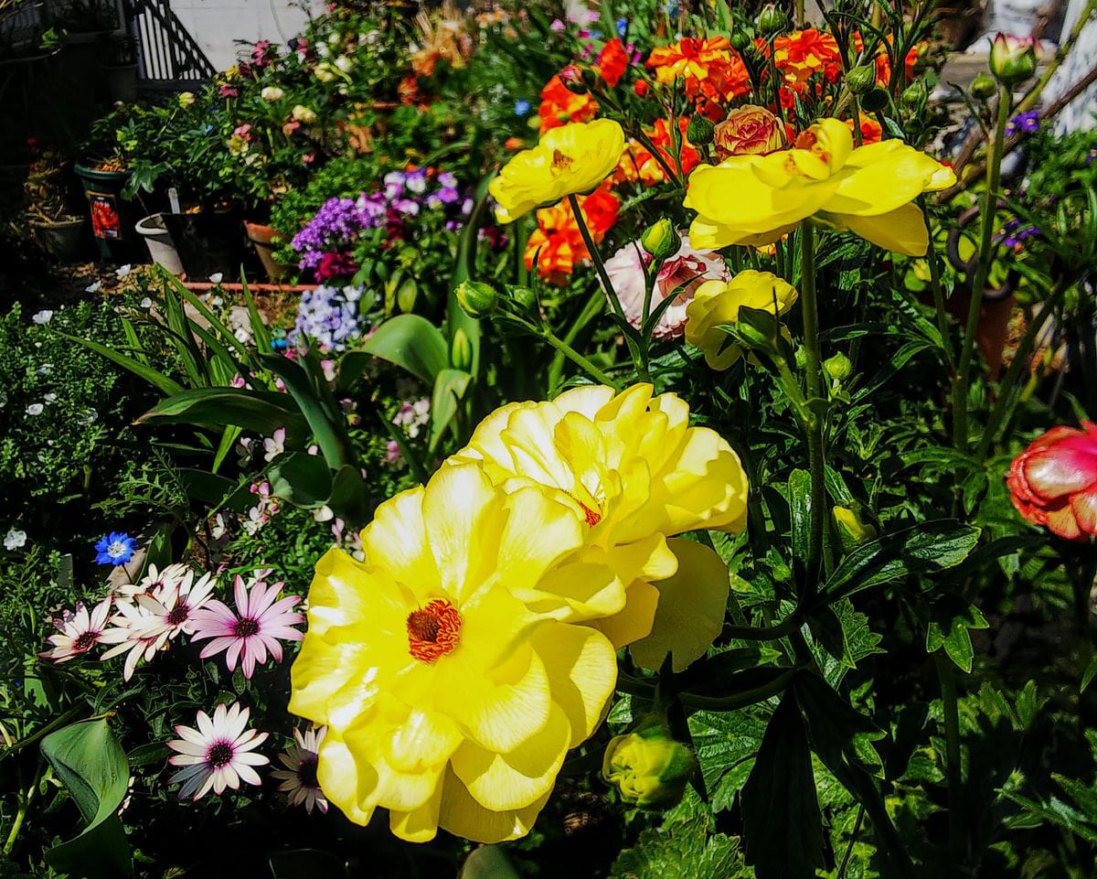 ラックス１年目の夏越し株を育てます🌿 ルーナの黄色は💛月の色