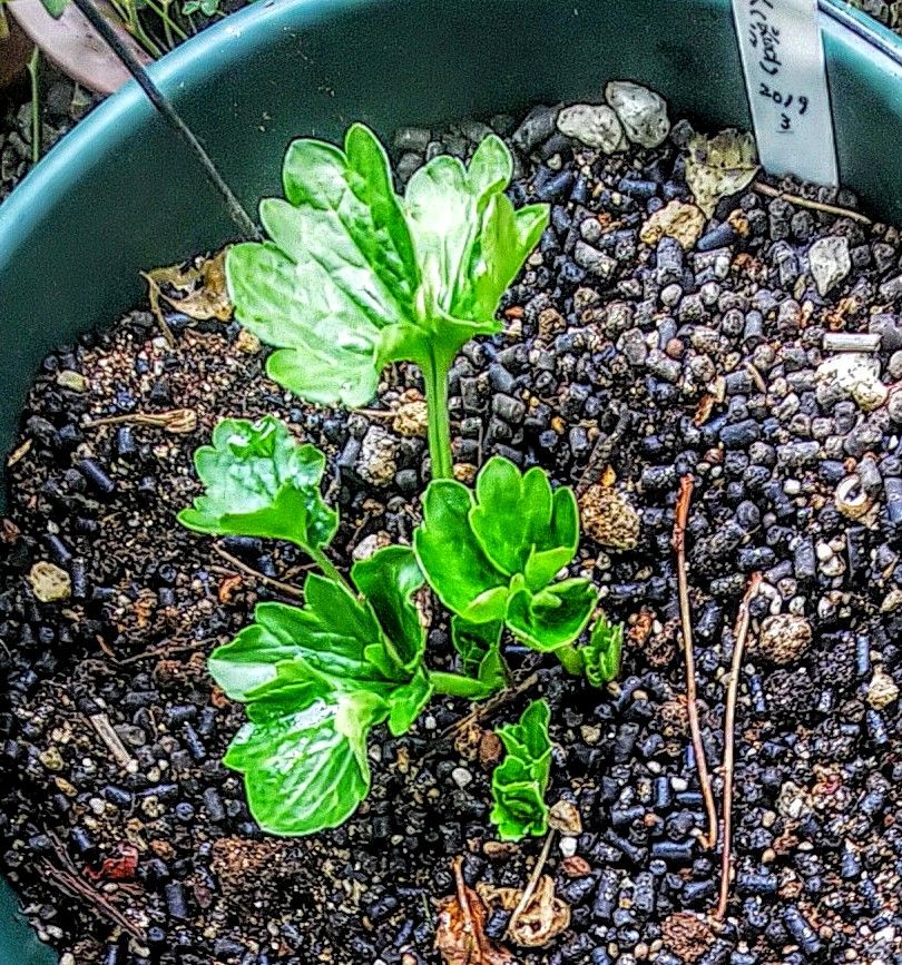 ラックス１年目の夏越し株を育てます🌿 葉が開き始めました🌿