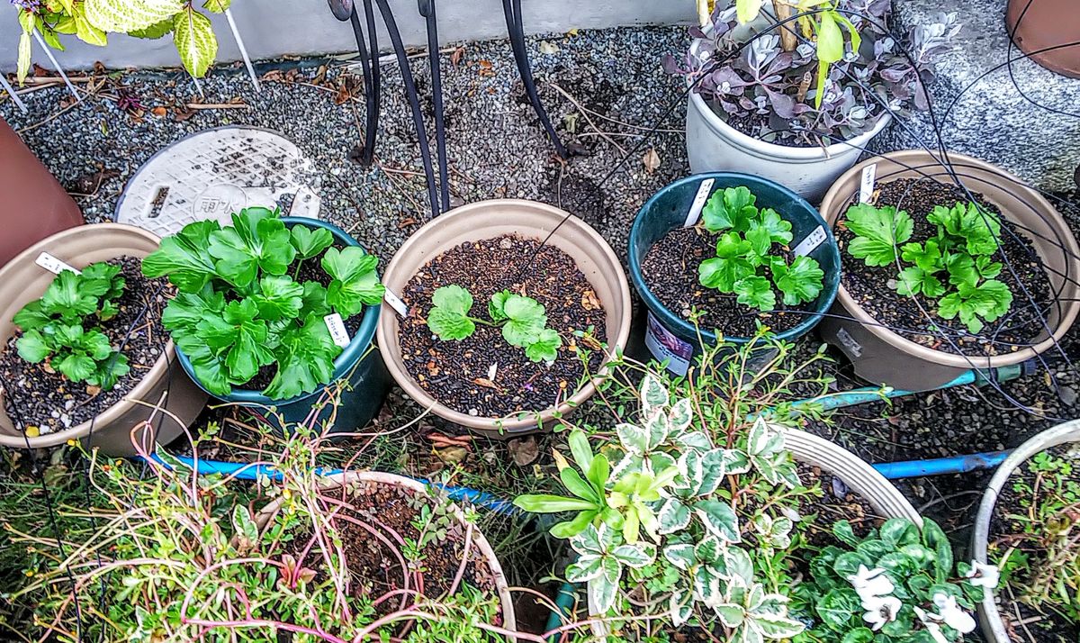 ラックス１年目の夏越し株を育てます🌿 5鉢並んで葉が開いてます🌿