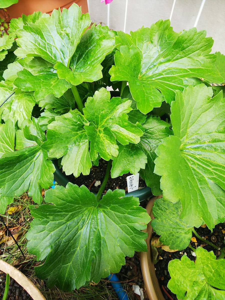 ラックス１年目の夏越し株を育てます🌿 12月中旬ポスポロスが一番