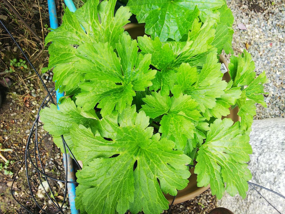 ラックス１年目の夏越し株を育てます🌿 アイオリアはお気に入り