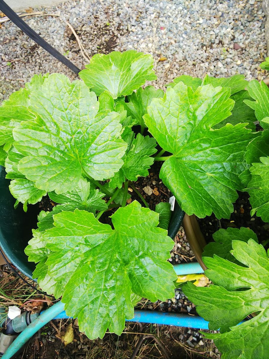 ラックス１年目の夏越し株を育てます🌿 ルーナは黄色のお気に入り