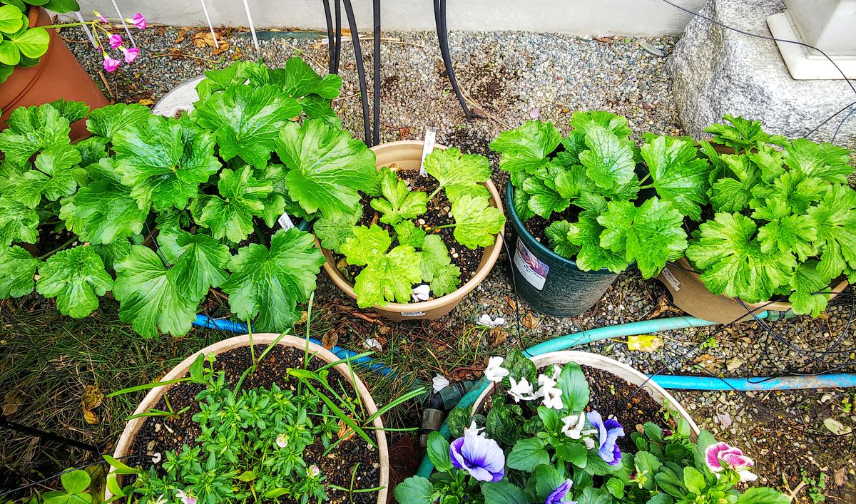 ラックス１年目の夏越し株を育てます🌿 12月中旬５鉢葉が大きく成りました🌿