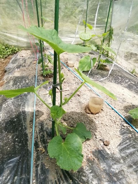 種まきからの高級メロン栽培 メロンの摘芯と子つる