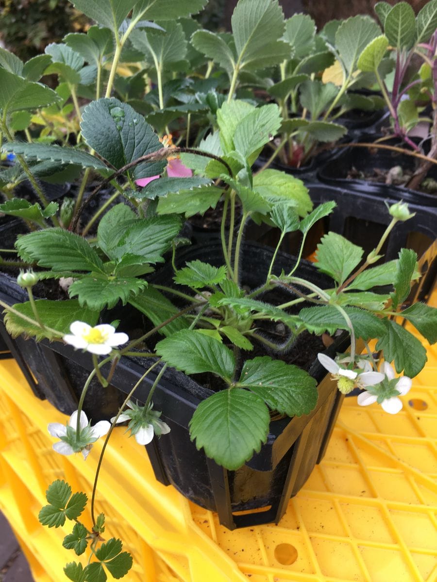 夏の花　冬越し　2019年 ワイルドストロベリー🍓