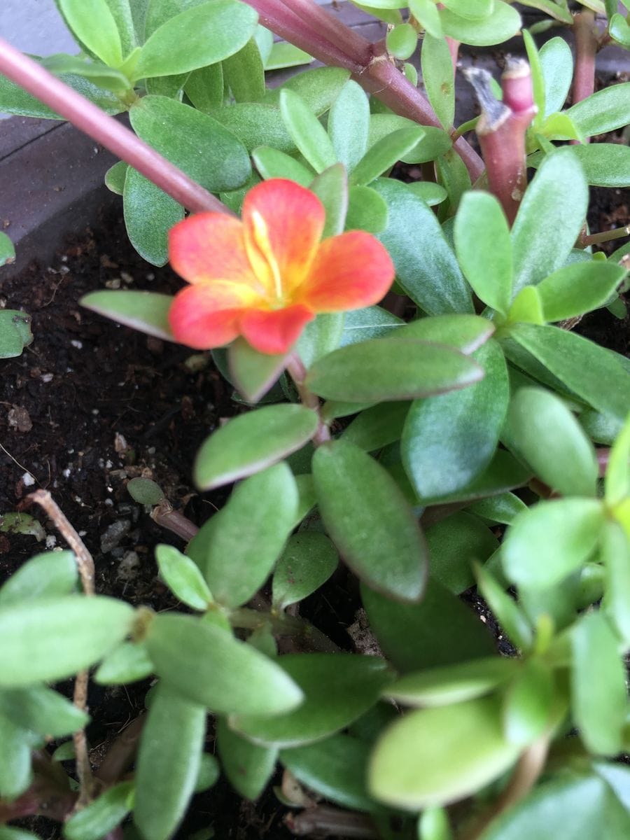 夏の花　冬越し　2019年 ポーチュラカ🌸