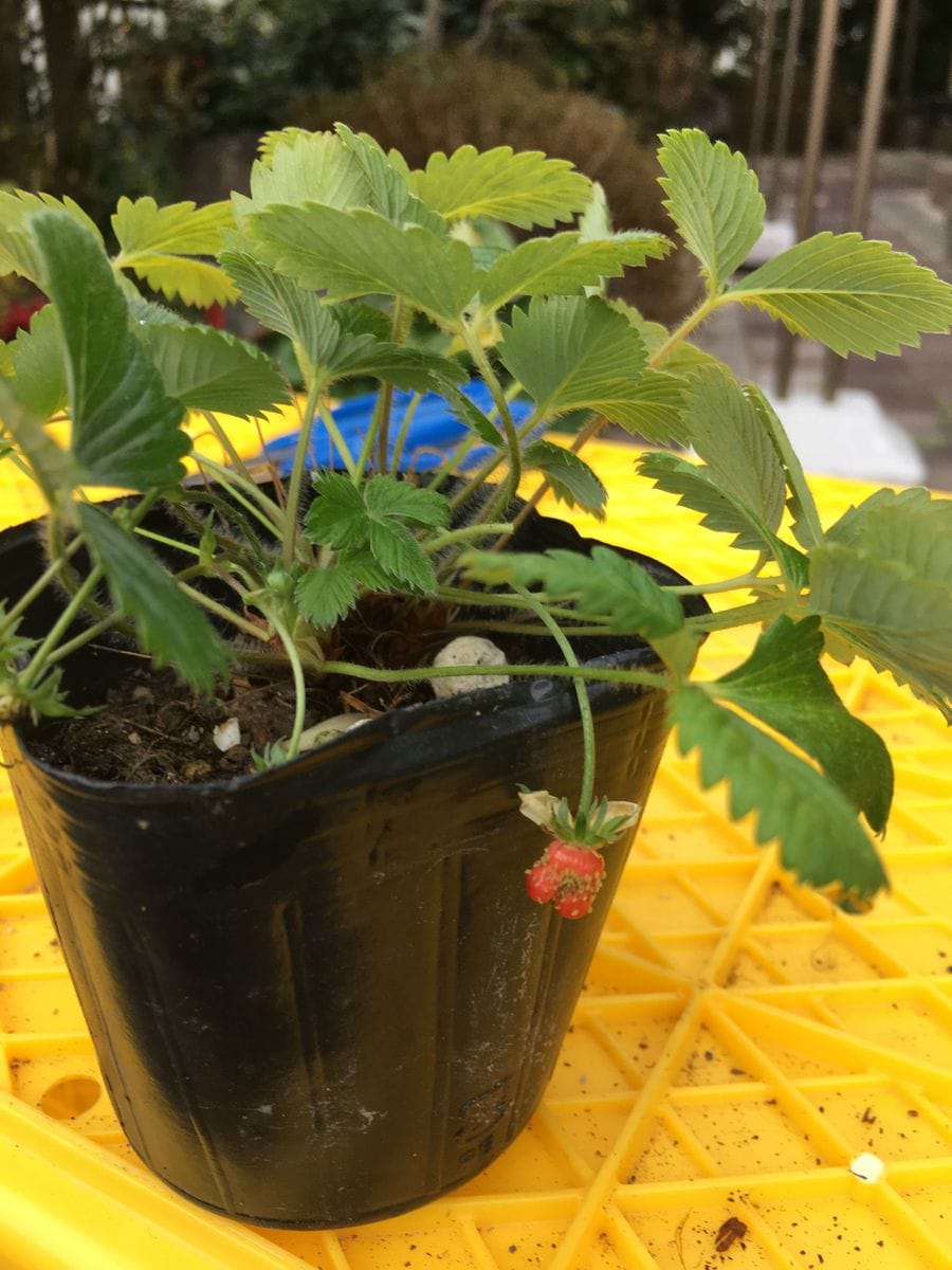 夏の花　冬越し　2019年 ワイルドストロベリー🍓