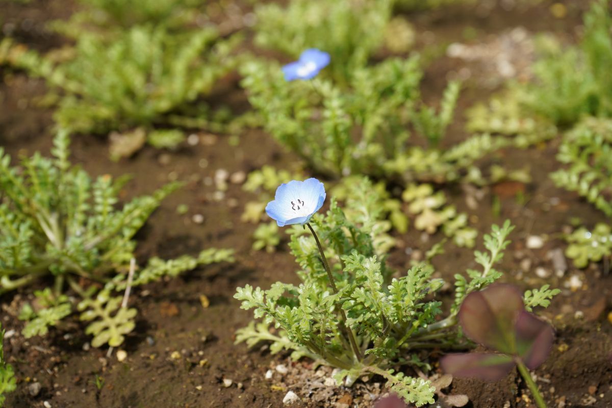 来春も花壇一杯に咲かせて見せますネモフィラ＜NO.1＞ 開花時期に突入