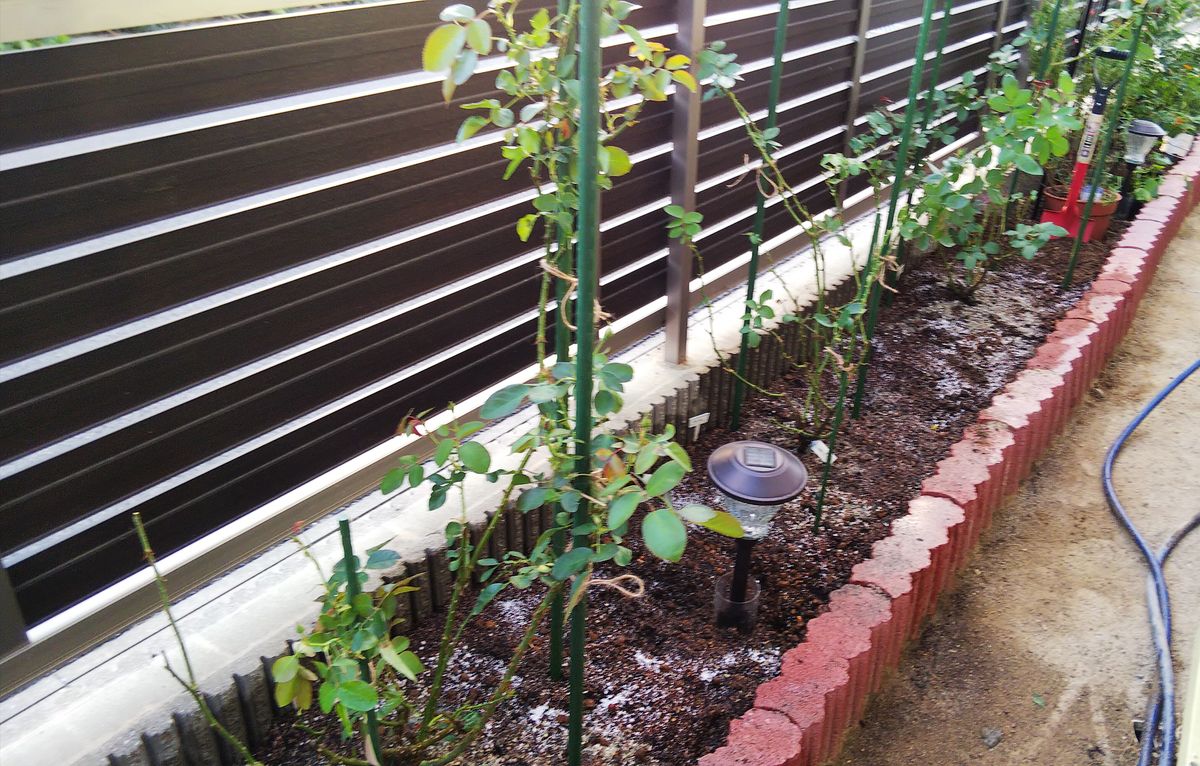 バラ花壇制作中 バラ植えました