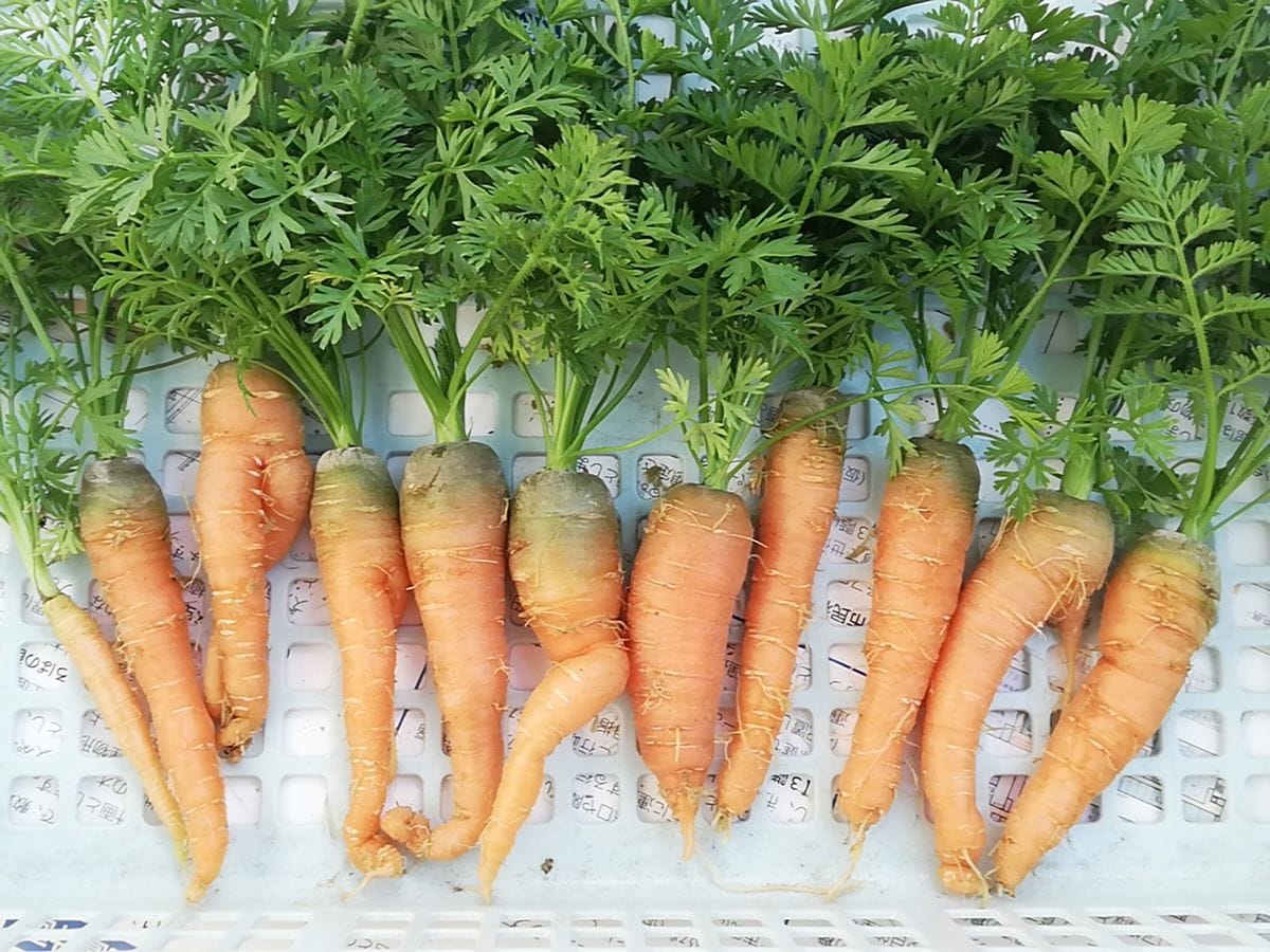 ベビーキャロット🥕種から水耕栽培 収穫する