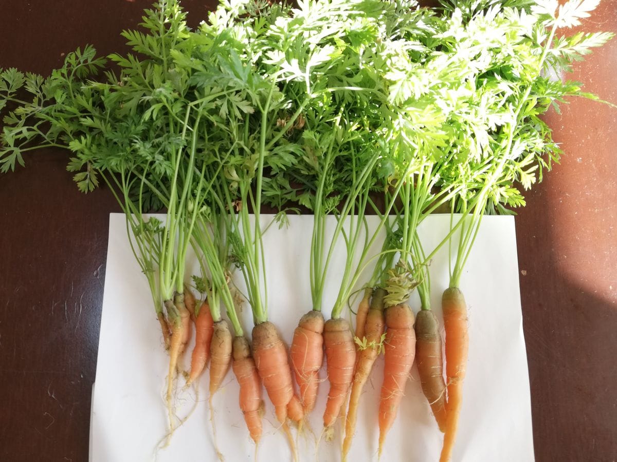 ベビーキャロット🥕種から水耕栽培 前回の収穫