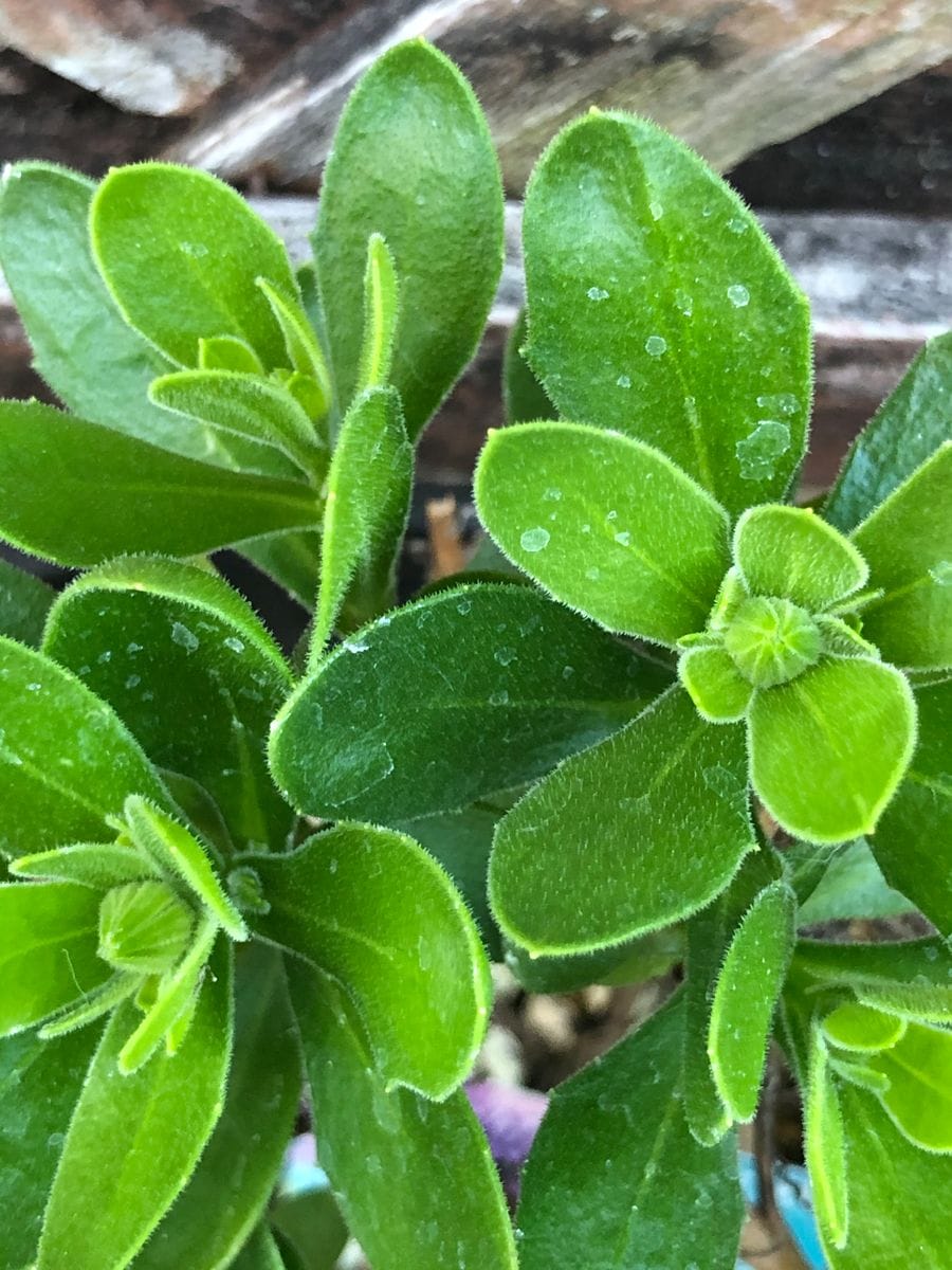 🌸オステオスペルマムまた春にこんもりさせるぞ〜❣️ 2/18🌱🌱株によっては蕾も❤️