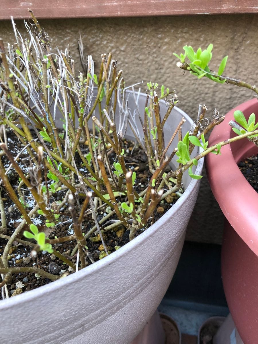 🌸オステオスペルマムまた春にこんもりさせるぞ〜❣️ ちゃんと生きてます🌱