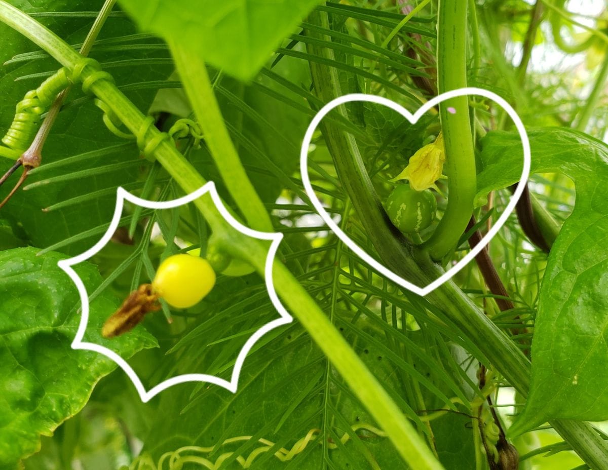 🌈虹色のグラデーションに憧れて 成長の違い