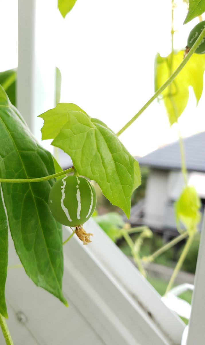 🌈虹色のグラデーションに憧れて ここにも、あそこにも