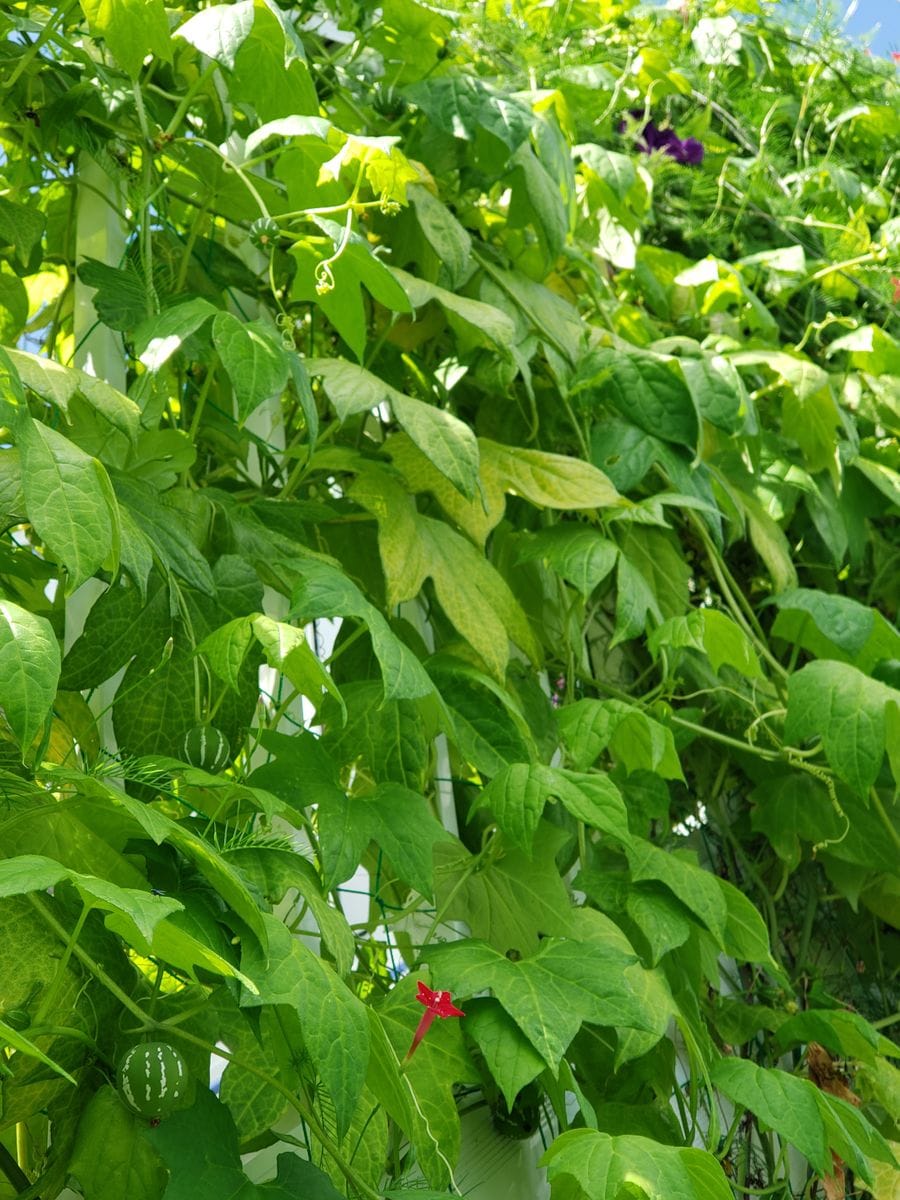 🌈虹色のグラデーションに憧れて 🌿ジャングル～🌿