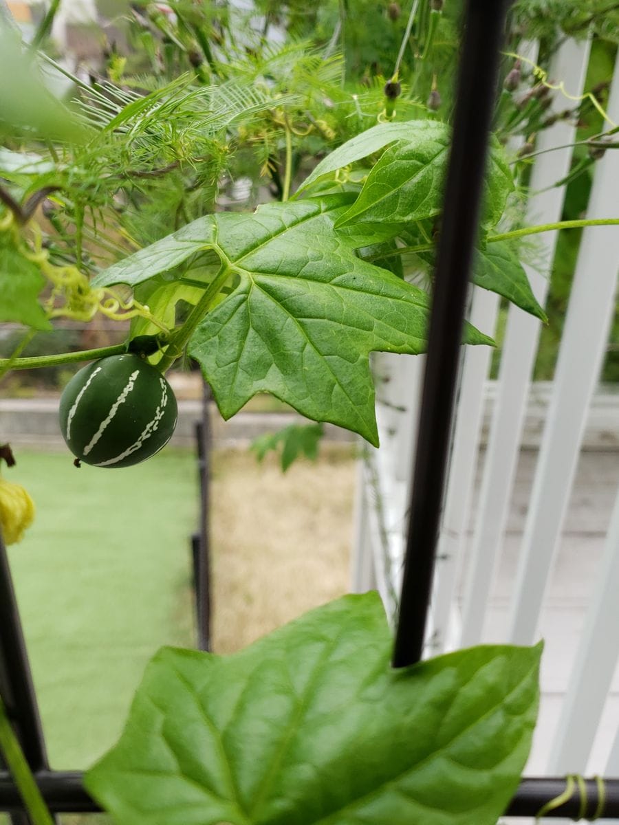 🌈虹色のグラデーションに憧れて パワフル～❗❗