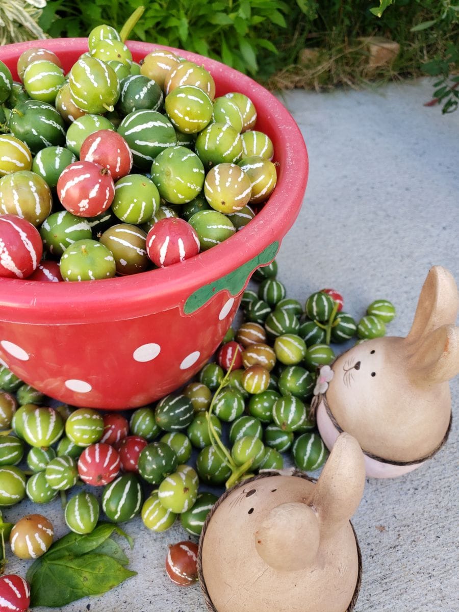 🌈虹色のグラデーションに憧れて 🐇ウサギさん達もびっくり🐰🎵‼️