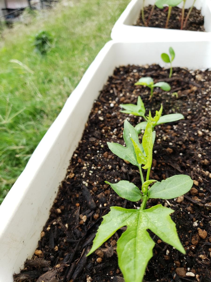 🌈虹色のグラデーションに憧れて 🌱定植