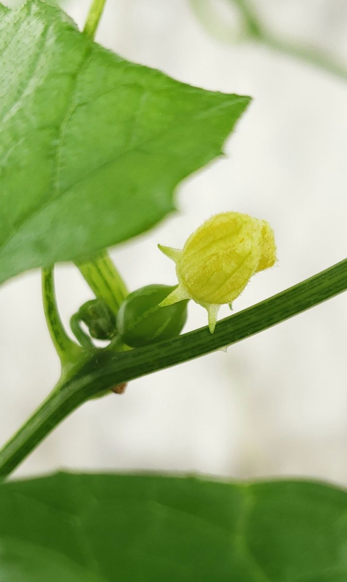 🌈虹色のグラデーションに憧れて ウリ坊～！？