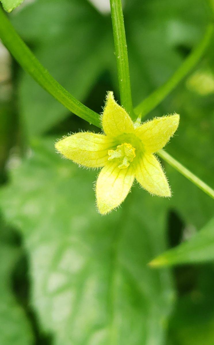 🌈虹色のグラデーションに憧れて ⭐星の子