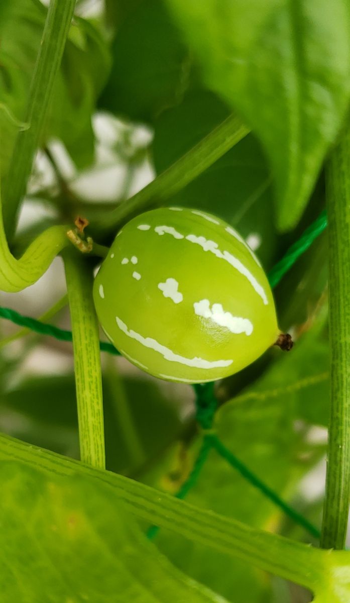 🌈虹色のグラデーションに憧れて ウリママ