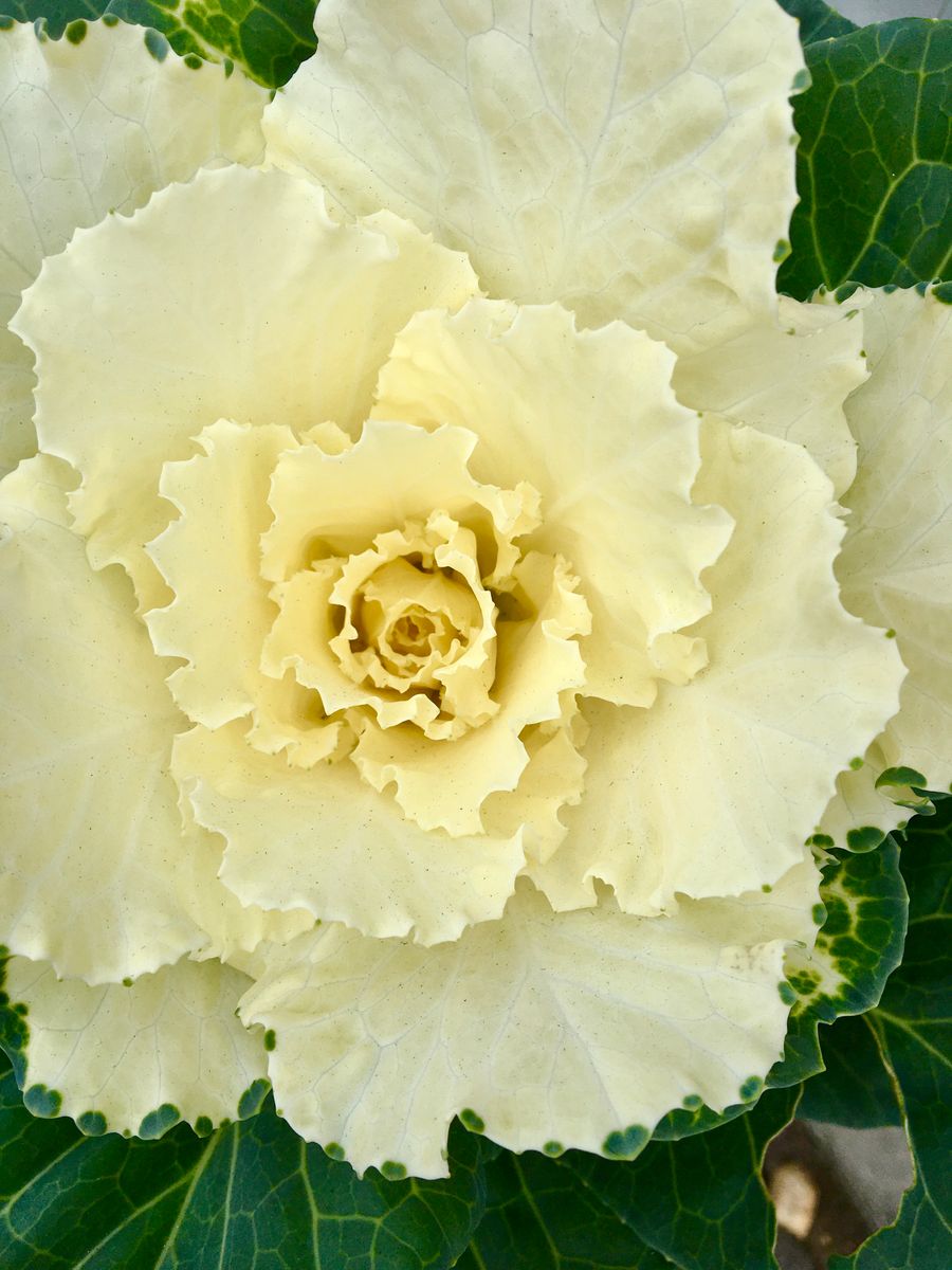 フレアホワイトの遺伝子を受け継いで♡ ヒラヒラ薔薇のように素敵に育ちました🌹