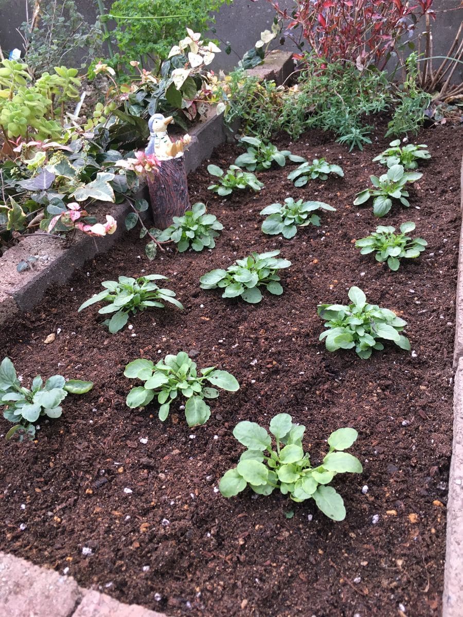 初めて種蒔きからビオラ達を育てる　2019年② 植え付け