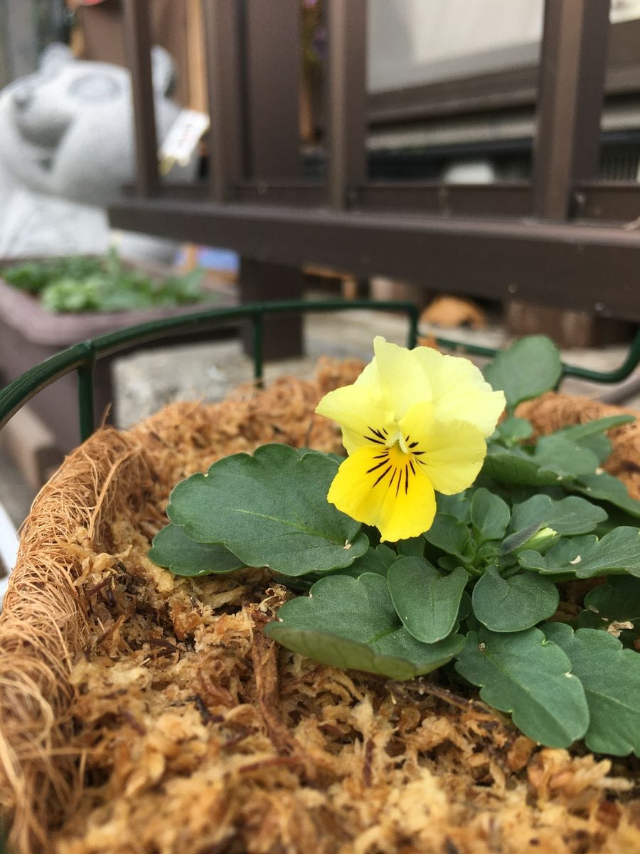 初めて種蒔きからビオラ達を育てる　2019年② 3番花🌼