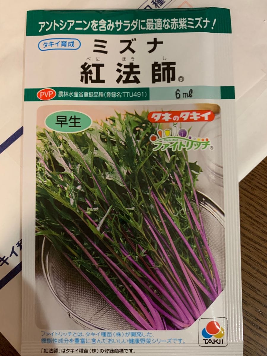 赤紫水菜を種から