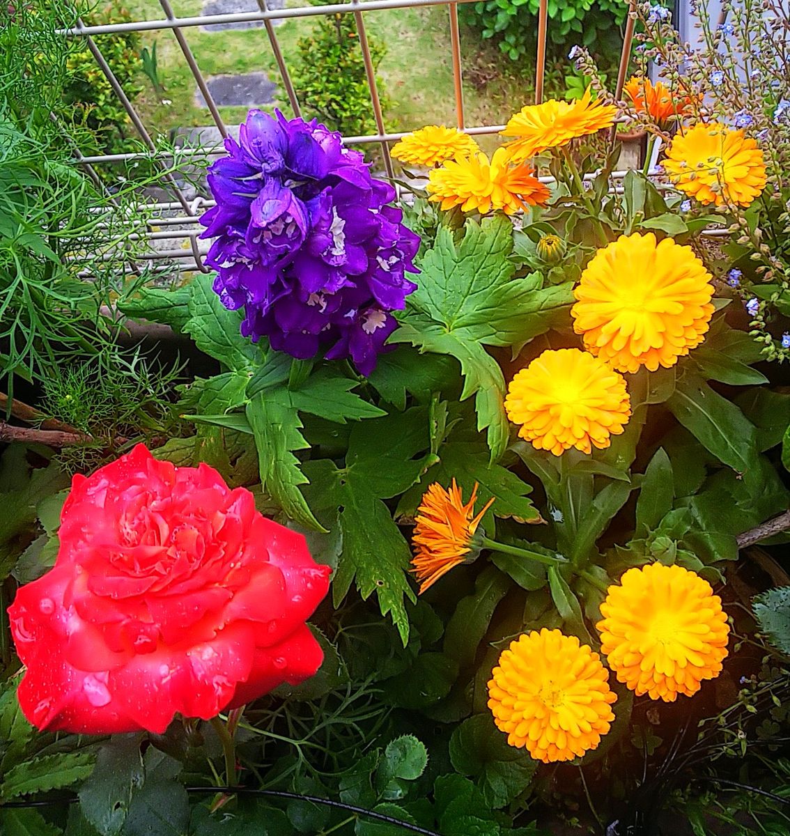 苗から育てるデルフィニウム 金盞花、薔薇と一緒に🎵