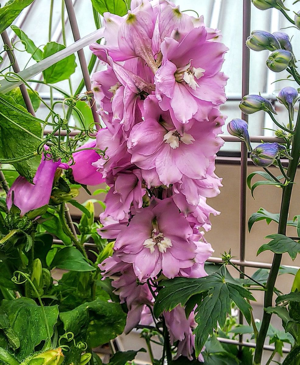 苗から育てるデルフィニウム 満開に成りました🌿