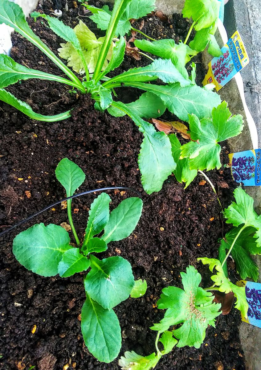 苗から育てる🌿カンパニュラ・メディウム ２株植えました🌿