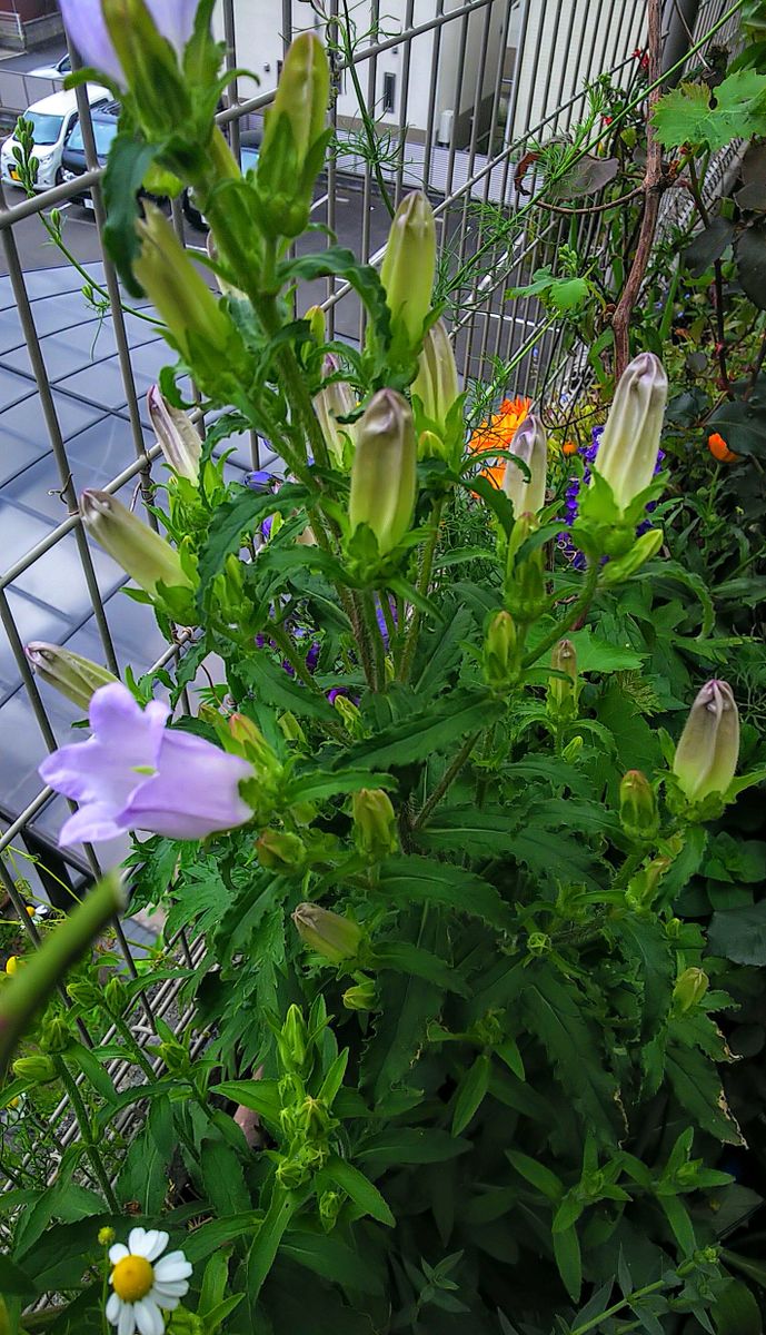 苗から育てる🌿カンパニュラ・メディウム ５月上旬花が開き始めました🎵