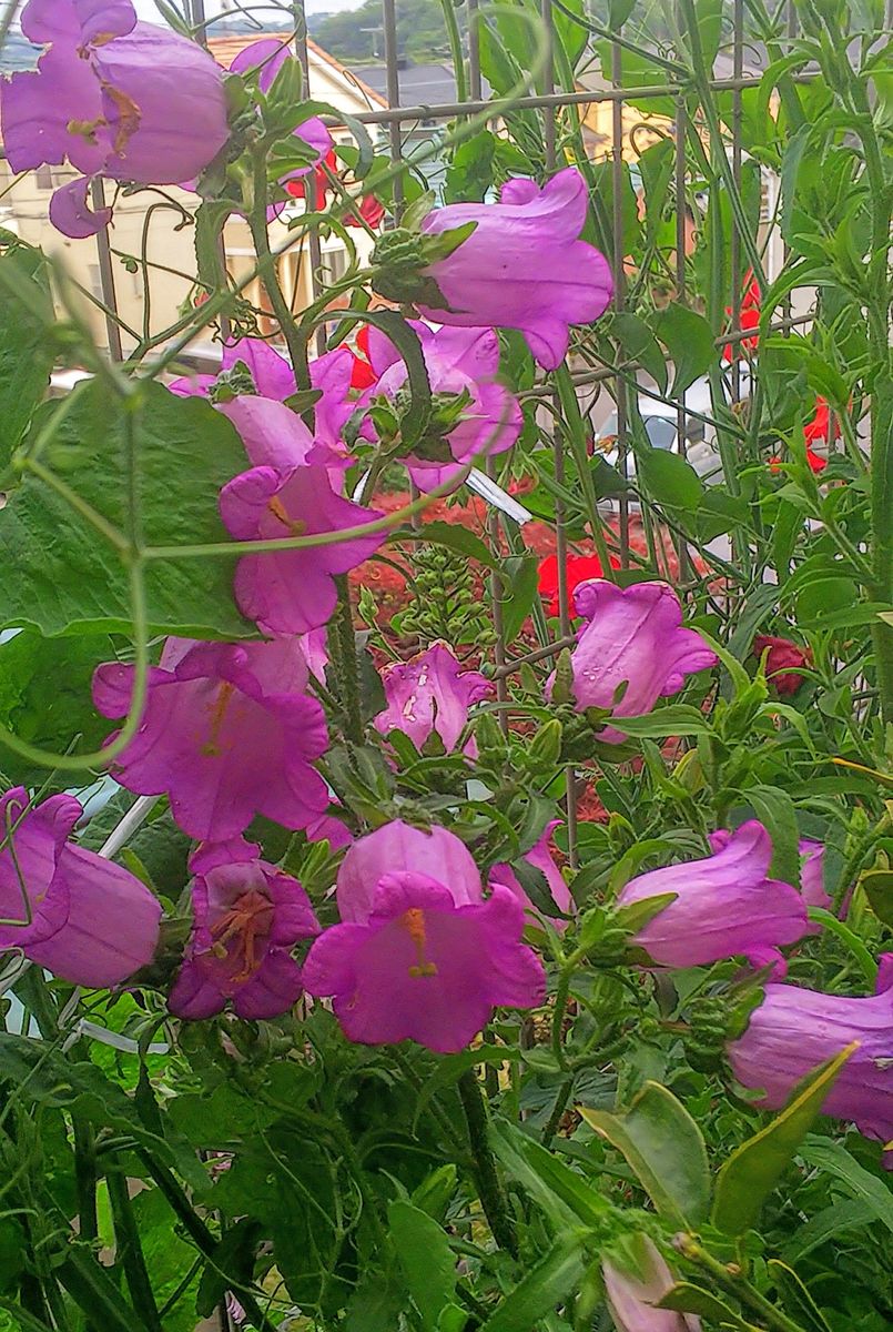 苗から育てる🌿カンパニュラ・メディウム どんどん咲き始めました🥀