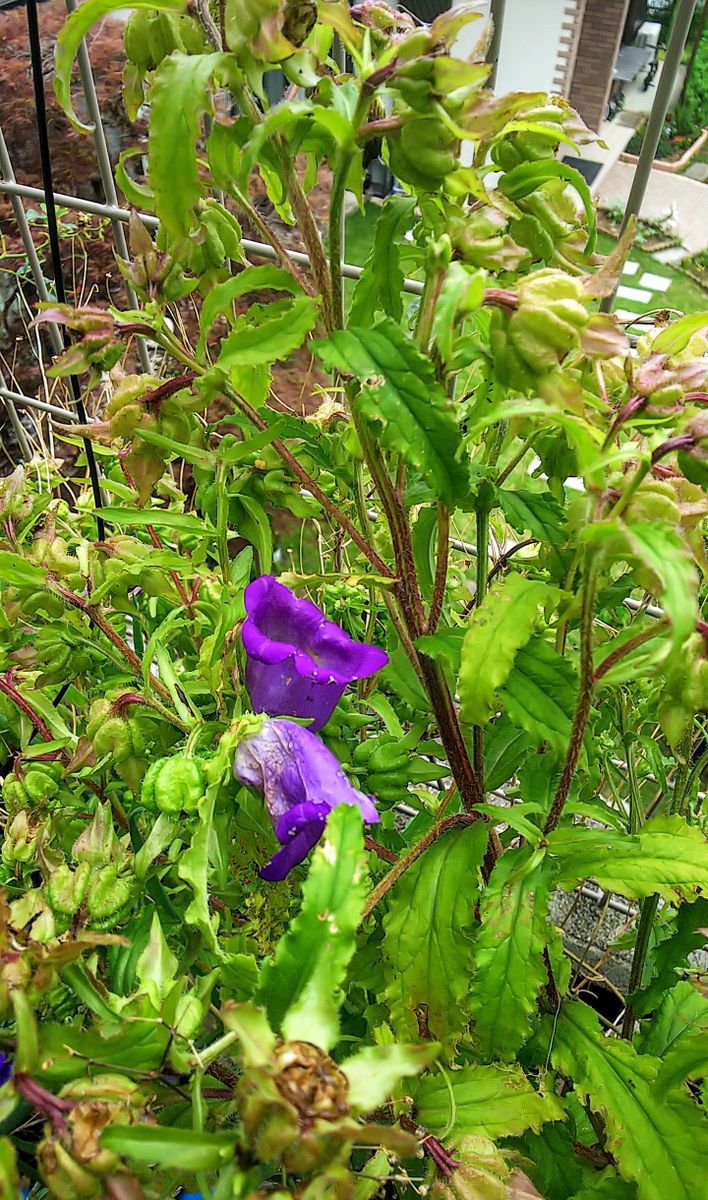 苗から育てる🌿カンパニュラ・メディウム 種が付きました🌿