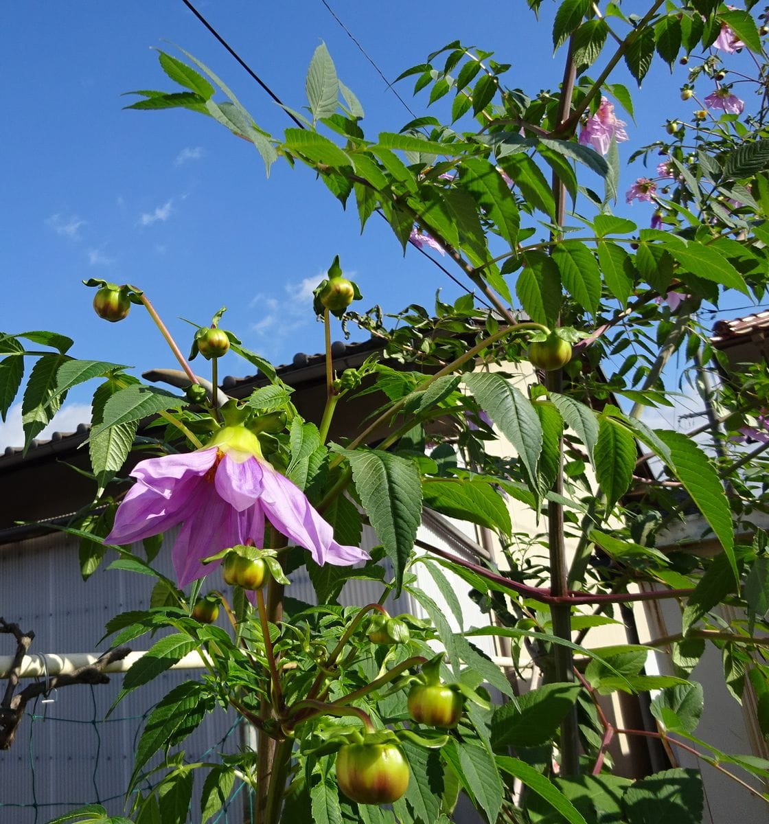 めざせ、ポタジェ（皇帝ダリア）　② 脇芽開花