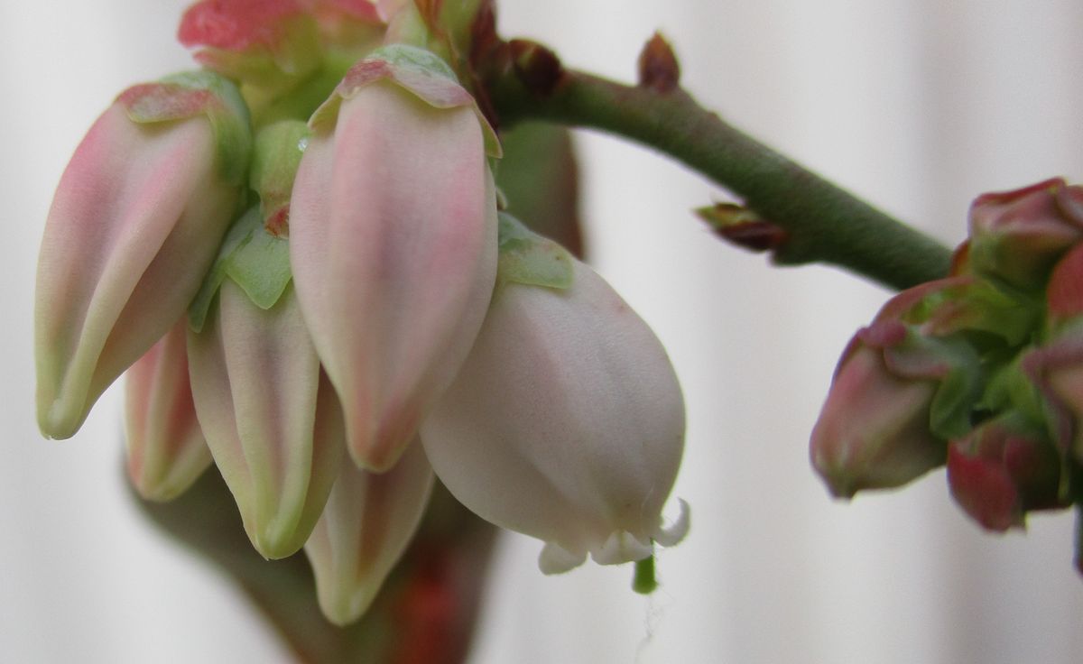 2020/no1　ラビットアイ系のブルーベリー・プレミア、オースチン 3/9　プレミアが開花。
