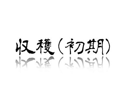 🥒キュウリ栽培 の 覚え書き 収穫（初期）