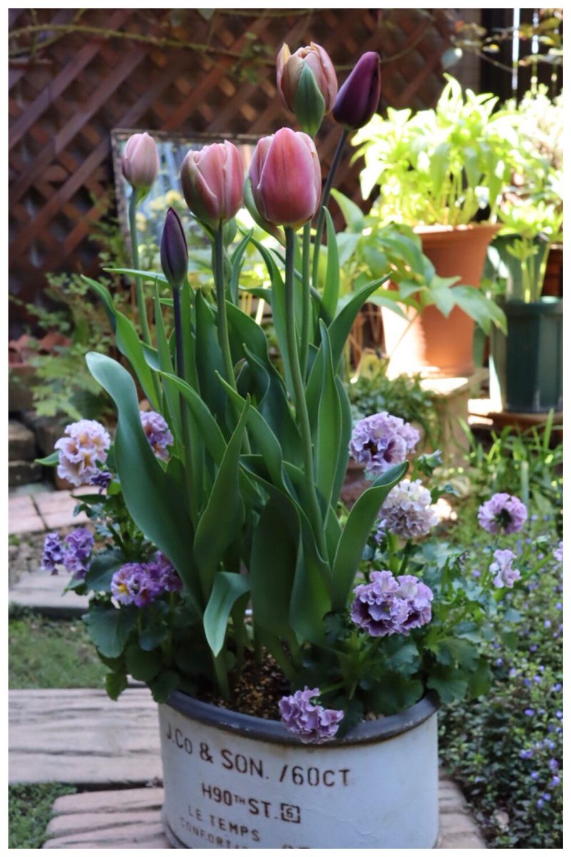 冷蔵チューリップをバレンタイン頃にシックに咲かせたい(早期開花) 庭で育てたもの開花🌷
