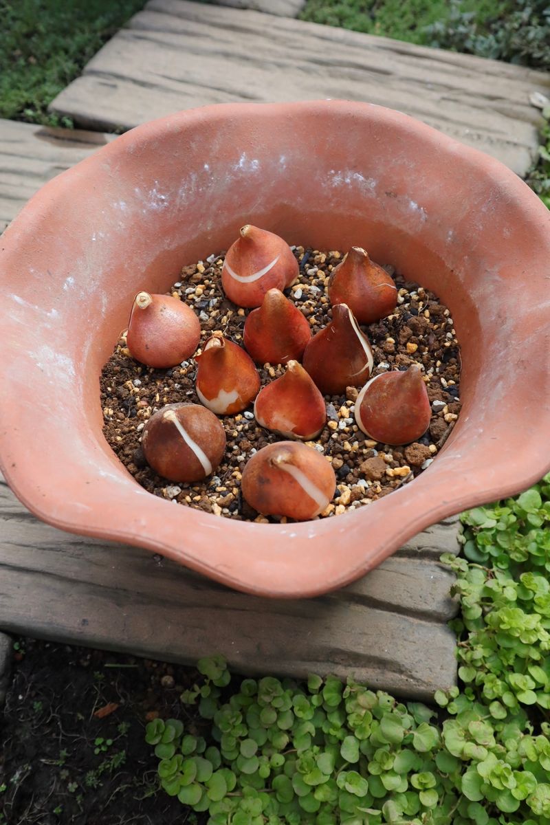 冷蔵チューリップをバレンタイン頃にシックに咲かせたい(早期開花) いよいよ植え付け 