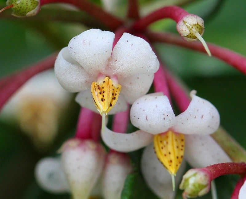 万両を育てて 花びらの斑点？