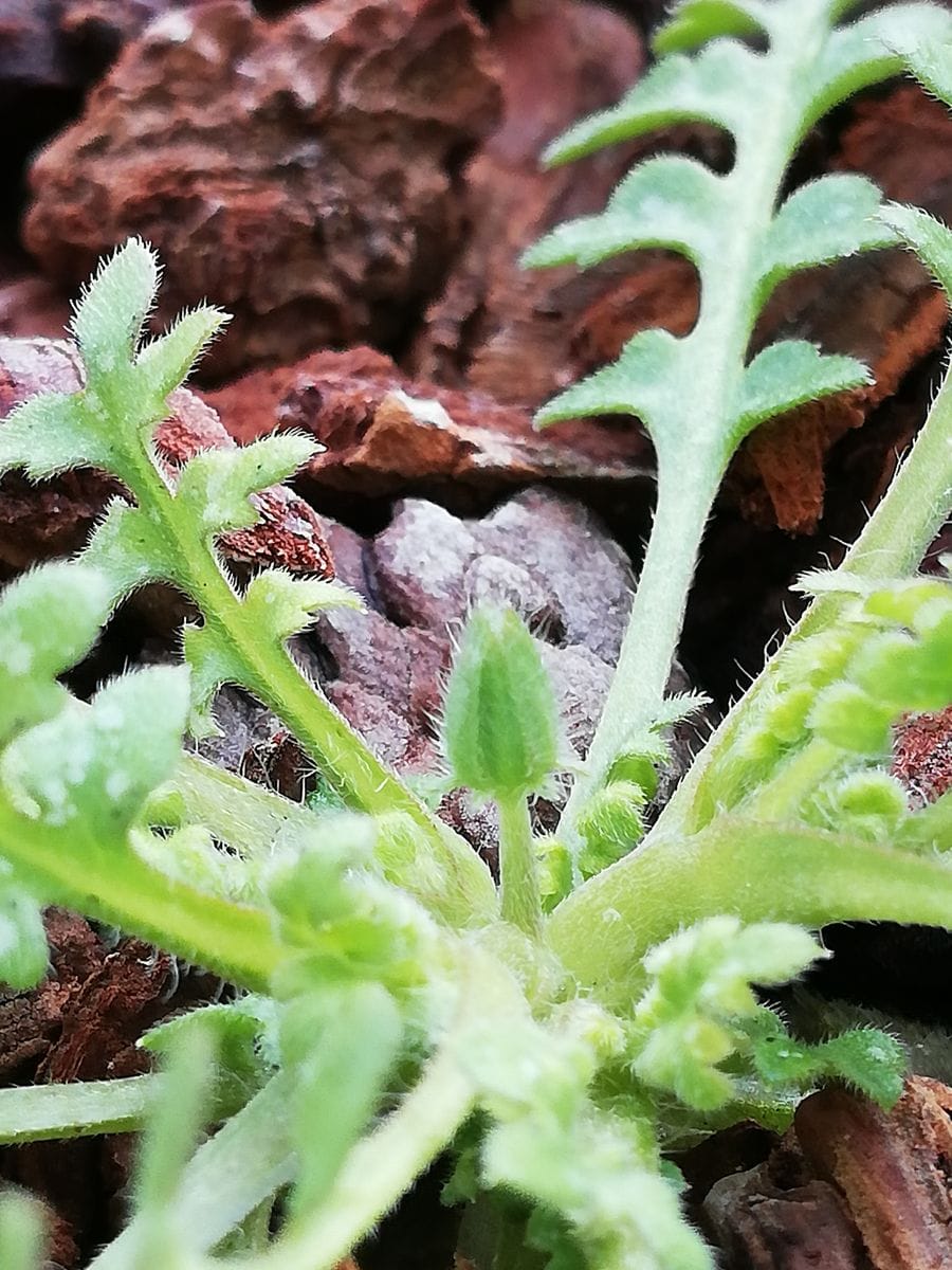 ネモフィラ💠種から水耕栽培 苗の様子(底面給水)