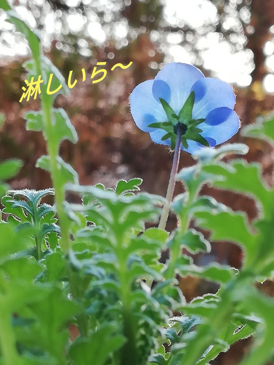 ネモフィラ💠種から水耕栽培 晩夏まきのネモフィラ